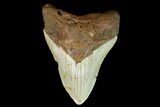 Fossil Megalodon Tooth - North Carolina #124966-1